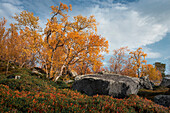 Bäume mit gelben Blättern im Stora Sjöfallet Nationalpark im Herbst in Lappland in Schweden\n