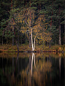 Birke spiegelt sich im See im Tiveden Nationalpark in Schweden\n
