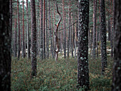 Baumstämme im Wald im Tiveden Nationalpark in Schweden\n