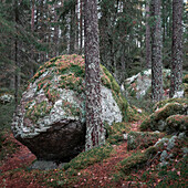 Felsbrocken im Wald im Tiveden Nationalpark in Schweden\n
