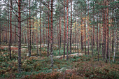 Forest of Tiveden National Park in Sweden