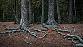 Large superficial roots of trees in the forest of Tiveden National Park in Sweden