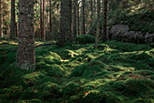 Moss soil in the forest of Tiveden National Park in Sweden