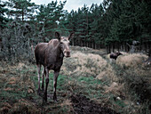 Two elk cows stand in the forest in Sweden