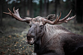 Elch mit Geweih ruht liegend am Waldboden in Schweden\n
