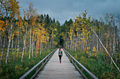 Frau wandert auf Holzsteg mit Birken mit Herbstlaub im Tyresta Nationalpark in Schweden\n