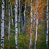 Birken mit Herbstlaub im Tyresta Nationalpark in Schweden\n
