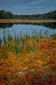 Yellow and red colored mosses with lake in autumn in Tyresta National Park in Sweden