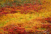 Gelb und rot gefärbte Moose im Herbst im Tyresta Nationalpark in Schweden\n