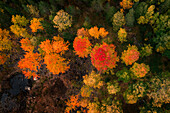 Wald im Herbst in Jämtland in Schweden von oben\n