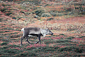Reindeer in the countryside of Jämtland in autumn in Sweden