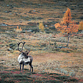 Reindeer in the countryside of Jämtland in autumn in Sweden