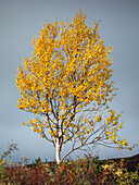 Colorful leaves on the tree in autumn along the Wilderness Road, on the Vildmarksvagen plateau in Jämtland in Sweden