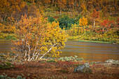 Colorful leaves on the tree in autumn along the Wilderness Road, on the Vildmarksvagen plateau in Jämtland in Sweden