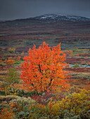 Colorful tree in autumn with snow-covered mountain along the Wilderness Road, on the Vildmarksvagen plateau in Jämtland in Sweden