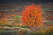 Colorful tree in autumn along the Wilderness Road, on the Vildmarksvagen plateau in Jämtland in Sweden