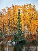 Grüner Nadelbaum vor gelben Bäumen im Herbst am See entlang der Wilderness Road in Lappland in Schweden\n