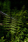 Ferns in Seitseminen National Park, Finland