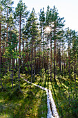 Trappelweg am See im Nationalpark Seitseminen, Finnland