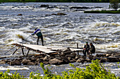 Traditionelles Angeln der Einheimischen mit langen Keschern. Stromschnellen Kukkolankoski am Fluss Torne älv, Tornio, Finnland