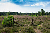 Blühende Heide, Wietzer Berg, Müden an der Örtze, Südheide, Naturpark Lüneburger Heide, Niedersachsen, Deutschland