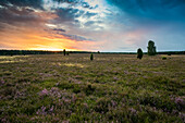 Blühende Heide und Wacholder, Sonnenaufgang, Faßberg, Südheide, Naturpark Lüneburger Heide, Niedersachsen, Deutschland