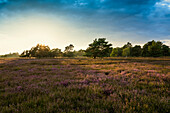 Sunset and blooming heather (Calluna vulgaris), heather blossom, Osterheide, Schneverdingen, Lüneburg Heath Nature Park, Lower Saxony, Germany