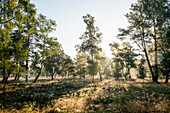 Sonnenaufgang und blühendes Heidekraut (Calluna vulgaris), Heideblüte, Osterheide, Schneverdingen, Naturpark Lüneburger Heide, Niedersachsen, Deutschland