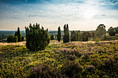 Blooming heather and juniper, Wilseder Berg, Wilsede, Lueneburg Heath Nature Park, Lower Saxony, Germany