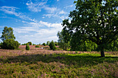 Blühende Heide und Wacholder, Totengrund, Wilsede, Naturpark Lüneburger Heide, Niedersachsen, Deutschland