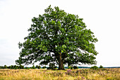 Oak and blooming heather, near Niederhaverbeck, Lüneburg Heath Nature Park, Lower Saxony, Germany