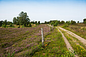 Blooming heather and hiking trail, near Undeloh, Lüneburg Heath Nature Park, Lower Saxony, Germany