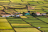 Individual houses and fields with cows on the Azores island of Terceira