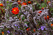 A striking flower with striking orange petals in the middle of a colorful flower meadow