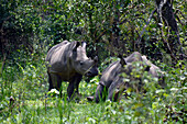 Uganda; Zentraluganda im Distrikt Nakasongola; südlich der Straße von Kampala nach Masindi bei Nakitoma; Ziwa Rhino Sanctuary; das junge Breitmaulnashorn neben Muttertier