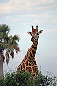 Uganda; Northern Region; Murchison Falls National Park; curious giraffe