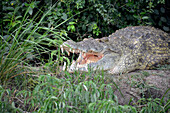 Uganda; Northern Region on the border with the Western Region; Murchison Falls National Park; Victoria Nile; Nile crocodile on the shore; open mouth for temperature regulation
