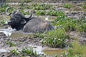 Uganda; Northern Region; Murchison Falls Nationalpark; Afrikanische Büffel im Schlammbad