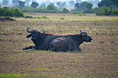 Uganda; Western Region; Queen Elizabeth Nationalpark; zwei Afrikanische Büffel im Gras liegend