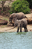 Uganda; Western Region; Queen Elizabeth National Park; two elephants on the bank of the Kazinga Canal