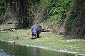 Uganda; Western Region; Queen Elizabeth National Park; Kazinga Canal; grazing hippopotamus on the bank