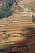 Uganda; Western Region; southern part; Terraced cultivation near the Bwindi Impenetrable Forest National Park