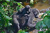 Uganda; Western Region; Bwindi Impenetrable Forest Nationalpark; südlicher Teil bei Rushaga; Berggorilla Weibchen mit Nachwuchs; Nshongi Gorilla Familie