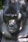 Uganda; Western Region; Bwindi Impenetrable Forest Nationalpark; südlicher Teil bei Rushaga; "Silberrücken"; ältester männlicher Berggorilla aus der Nshongi Gorilla Familie;
