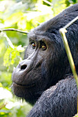 Uganda; Western Region; Bwindi Impenetrable Forest National Park; southern part near Rushaga; &quot;Silverback&quot;; oldest male mountain gorilla from the Nshongi gorilla family;
