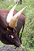 Uganda; Western Region; bei Mbarara; Lake Mburo Nationalpark; grasendes Watussi Rind; auch Ankole Rind genannt