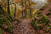 Forest path, Lieserpfad, Eifelsteig, near Manderscheid, Eifel, Rhineland-Palatinate, Germany