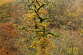 Gnarled old oak in the forest, Lieserpfad, Eifelsteig, near Manderscheid, Eifel, Rhineland-Palatinate, Germany