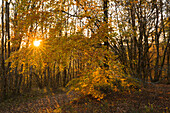 Herbstlicher Wald, Eifel, Rheinland-Pfalz, Deutschland