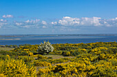 Flowering broom on the thorn bush, gorse, view over the Bodden to Rügen, Hiddensee, Baltic Sea, Mecklenburg-Western Pomerania, Germany